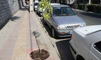 کاشت نهال در حاشیه معابر سطح منطقه یک